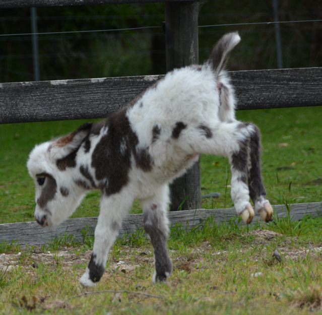 Poplargrove_Picture_Perfect_black_And_White_spotted_filly_foal_photo_kicking_up